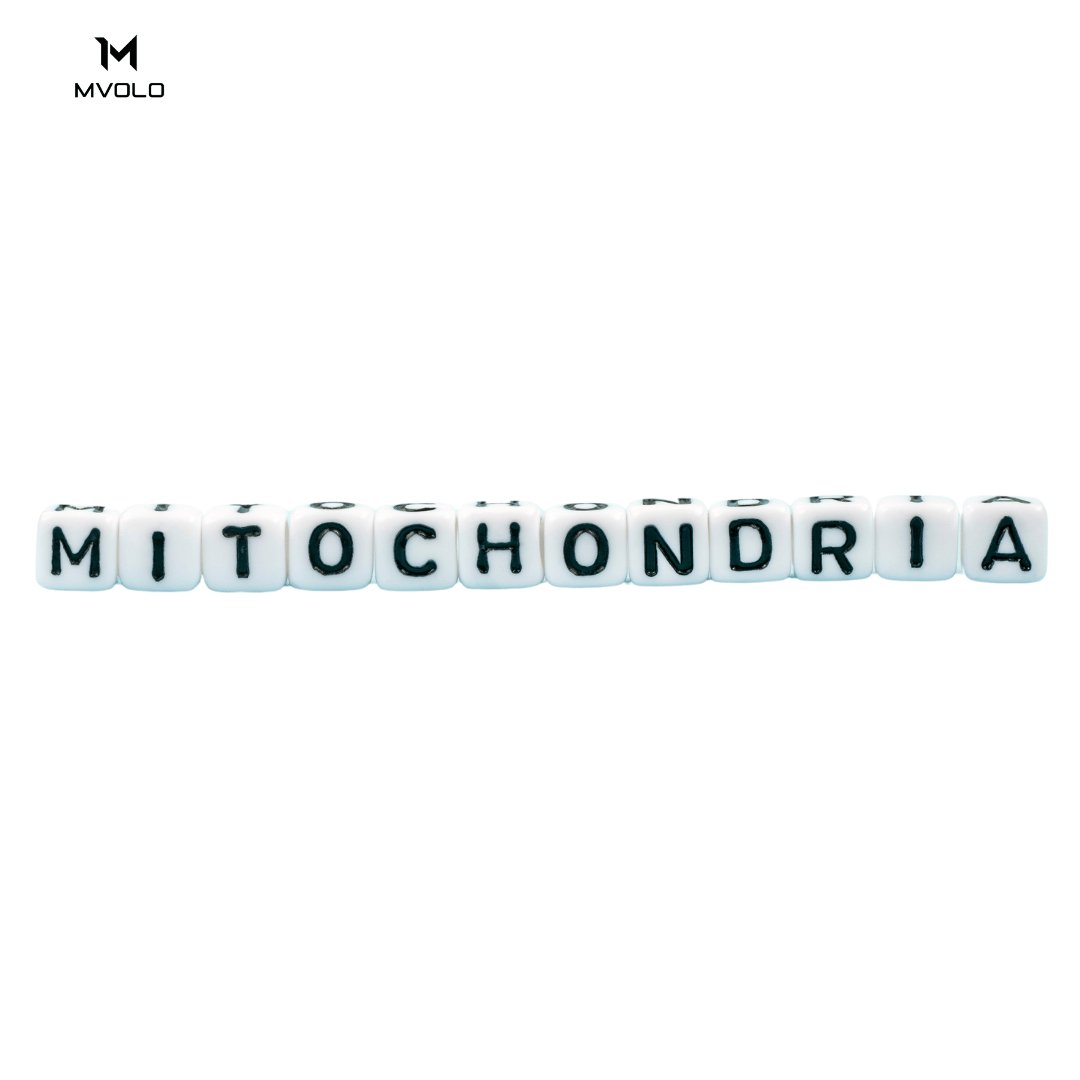 Mitochondria spelled with letter blocks on a clean white background with Mvolo logo